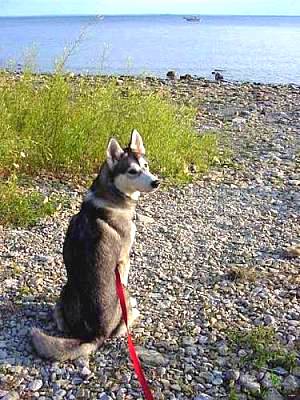 Shasa, 20 month-old Siberian Husky
