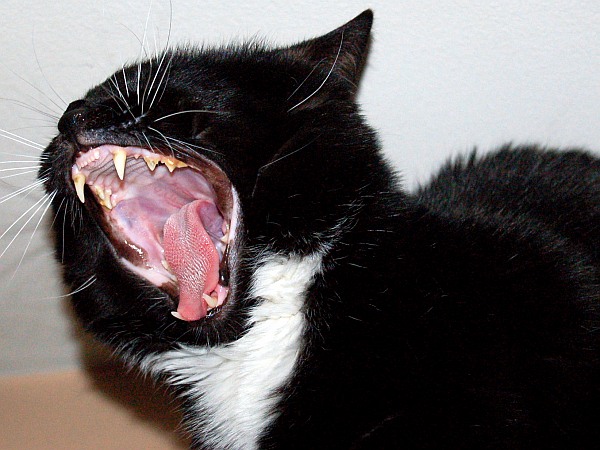 Shrimper cat displaying his sweet carnivorous side.