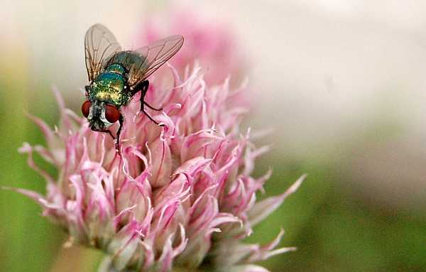 Fly On Chive Flower