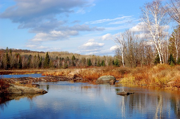 Beaver Dam Creates A Lake North Of Combermere, Ontario