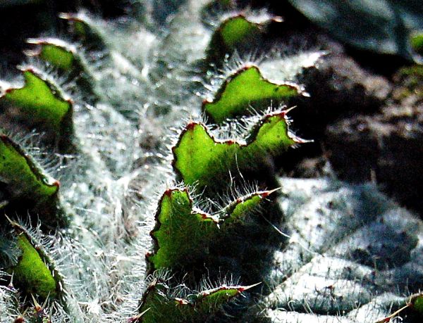 Alien weed leaf grows in my backyard.
