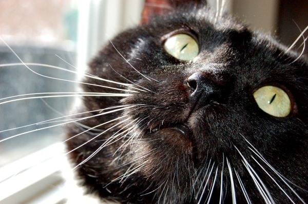 The Shrimper cat face