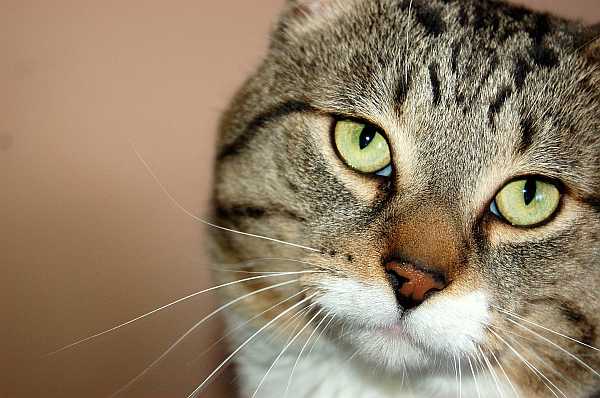Sims the Tabby Cat