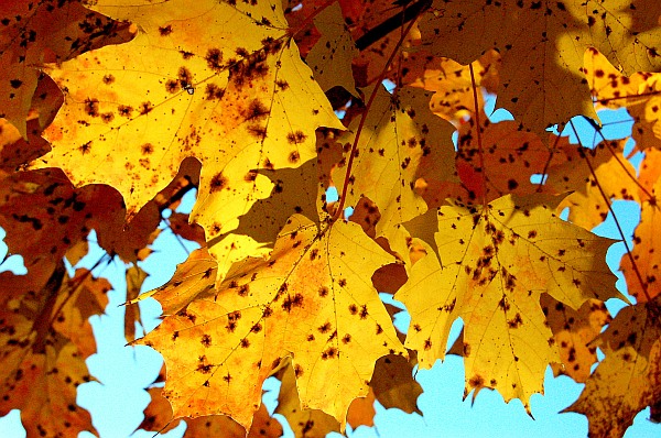 Fall Leaves