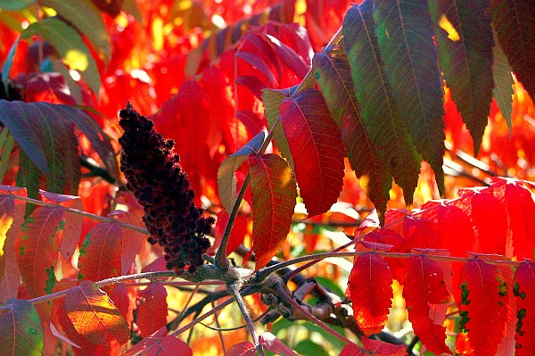 Sumac trees glow in the fall light.