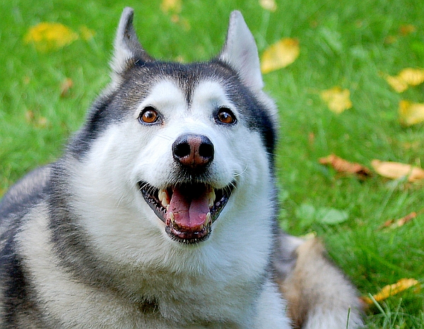 Sasha Siberian Husky.